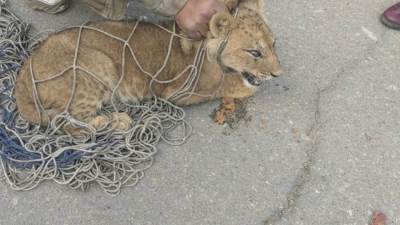 العثور على أسد يتجول فى شوارع القاهرة الجديدة