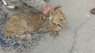 بعد حادثة القاهرة الجديدة.. غرامة 500 ألف جنيه لتربية الأسود دون ترخيص