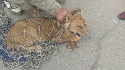 شاهد عيان تروي القبض علي أسد "مدينتي" بعد تجوله في الشوارع و إثارة الذعر