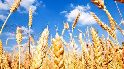 "السلع التموينية" تتعاقد على شراء 110 ألف طن قمح بلغاري وروماني