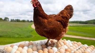 أسعار الدواجن والبيض اليوم السبت 23 مارس 2024