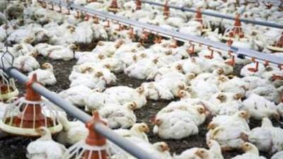 الحكومة تنفي انتشار فيروس جديد يصيب الدواجن بالمزارع ويتسبب في نفوقها