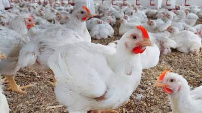 أسعار الدواجن والبيض اليوم السبت 26 مارس 2024