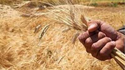 مركز المناخ يحذر المزارعين من رى القمح اليوم وغدًا فى الوجه البحرى