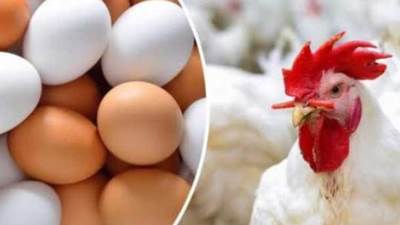 أسعار الدواجن والبيض اليوم الجمعه 12 إبريل 2024