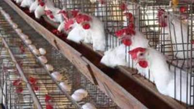 أسعار الدواجن والبيض اليوم السبت 13 إبريل 2024