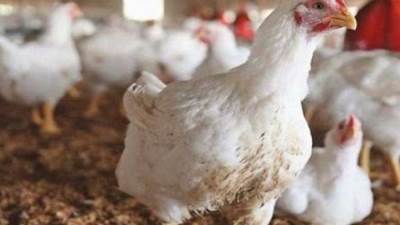 أسعار الدواجن اليوم الإثنين 15 إبريل 2024