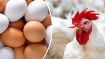 أسعار الدواجن والبيض الجمعة 19 إبريل 2024