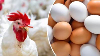 أسعار الدواجن والبيض اليوم الثلاثاء 23 أبريل 2024