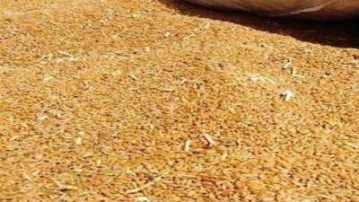 وزير التموين: توريد 900 ألف طن قمح محلى حتى الآن