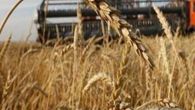 الصوامع والشون بالمحافظات تواصل استقبال الأقماح لموسم 2024