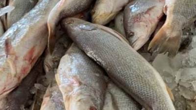 صحة كفر الشيخ: ضبط 36 طن اسماك مملحة فاسدة قبيل شم النسيم