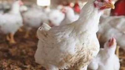 انخفاض أسعار الدواجن والبيض اليوم الجمعة 3 مايو 2024