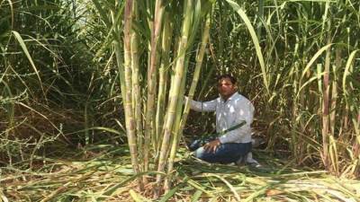 التموين: استلام 6.5 مليون طن قصب من المزارعين وإنتاج 640 ألف طن سكر