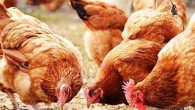 أسعار الدواجن والبيض اليوم الجمعة 10 مايو 2024