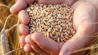 استمرار توريد القمح المحلي للشون والصوامع بمحافظات الجمهورية