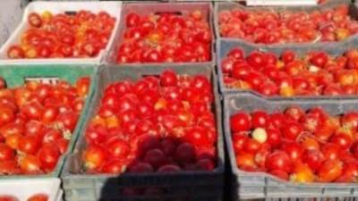 محافظ الوادى الجديد: طرح باكورة إنتاج مزارع الطماطم بسعر 5 جنيهات للكيلو