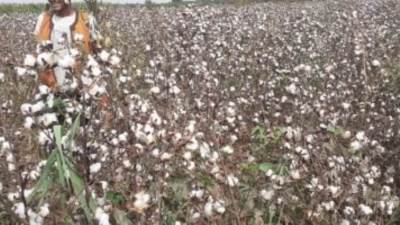 بحوث القطن: ارتفاع المساحات المنزرعة بالمحصول إلى 130 ألف فدان بالجمهورية