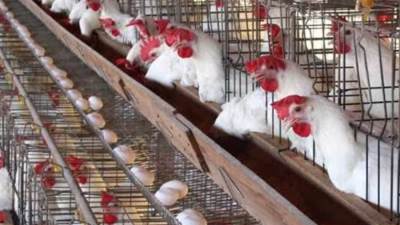 ارتفاع جديد.. أسعار الدواجن والبيض اليوم الجمعة 24 مايو 2024