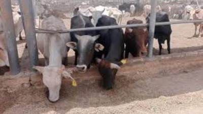 التموين: طرح 20 ألف رأس ماشية بالمجمعات الاستهلاكية ومنافذ التوزيع خلال العيد الأضحي