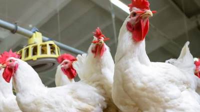 "بكام الفراخ" .. أسعار الدواجن والبيض اليوم الثلاثاء 4 يونيو 2024