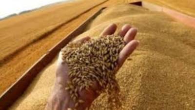 وزارة التموين تتعاقد على 470 ألف طن قمح مستورد لتعزيز المخزون الاستراتيجى