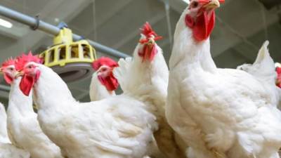 أسعار الدواجن اليوم الجمعة 7 يونيو 2024