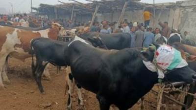 وزارة التموين: ضخ كميات كبيرة من اللحوم بالمجمعات استعدادا لعيد الأضحى