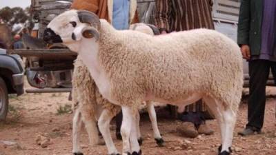 عيد الأضحي 2024.. تعرف علي مواصفات الأضحية وأوقات الذبح الصحيحه