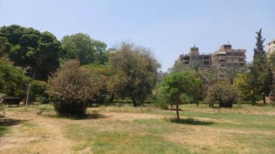 البيئة تنفى قطع الأشجار بحديقة الميرلاند: لا تقليم بدون إخطار الجهات المعنية