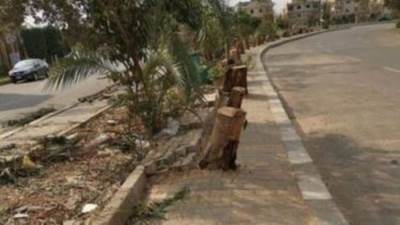 الزراعة تنفي قطع الأشجار بحديقة الحيوان وتؤكد بنهتم بصيانتها والحفاظ عليها من التلف