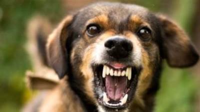 الصحة العالمية تدعم لقاح داء الكلب لمنع الوفيات بالتعاون مع تحالف جافى