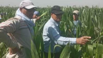 الزراعه تتابع برامج تربية التقاوى وتفحص عينات التصدير ومنع التعديات على الأراضى والمجازر تستعد لاستقبال الأضاحي 