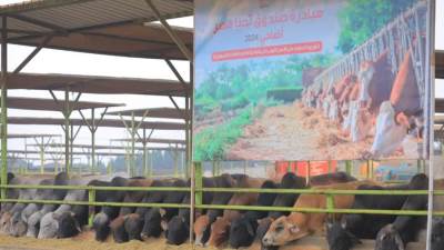 صندوق تحيا مصر يطلق مبادرة "أضاحى" لتوزيع اللحوم على الأسر الأولى بالرعاية