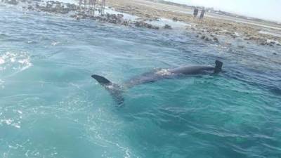 وزيرة البيئة توجه بإتخاذ كافة الإجراءات فى حادث نفوق حوت بالساحل الشمالى