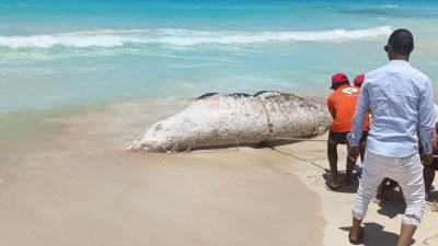 وزيرة البيئة: إتمام عملية الدفن الآمن للحوت النافق بعد إتخاذ كافة الإجراءات المطلوبة