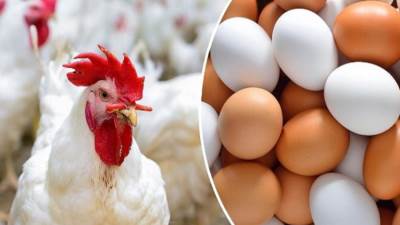 انخفاض أسعار الفراخ والبيض اليوم الجمعة 21 يونيو 2024 