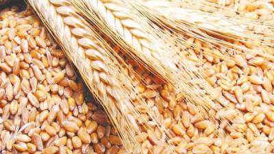 "السلع التموينية" تعلن عن ممارسة جديدة لشراء قمح مستورد