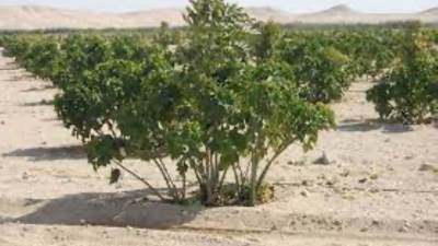 تفاصيل زراعة 3.1 مليون شجرة ضمن المبادرة الرئاسية 100 مليون شجرة