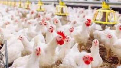 أسعار الفراخ والبيض اليوم الجمعة 28 يونيو 2024