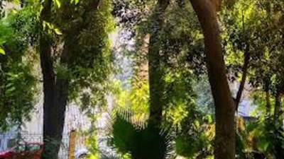 "الجيزة" تنفي قطع الأشجار من حديقة المبدعين بالعجوزة