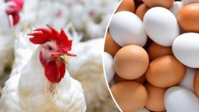 أسعار الدواجن والبيض اليوم الثلاثاء 2 يوليو 2024
