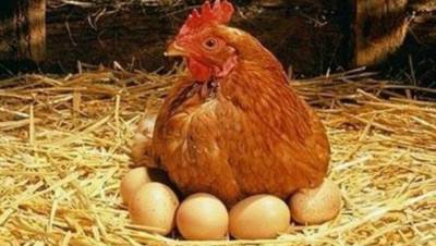 انهيار أسعار الفراخ في بورصة الدواجن يثير غضب المربين