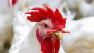 نائب رئيس اتحاد منتجي الدواجن: انخفاض أسعار الدواجن ..الكيلو يصل ل63 جنيه 