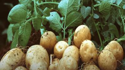 نقيب الفلاحين: انخفاض أسعار البطاطس 50% في نوفمبر المقبل