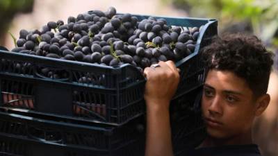 نقيب الفلاحين: ارتفاع أسعار الخضراوات والفاكهة 20% بسبب أسعار الوقود