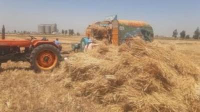 إجراءات حكومية لتحقيق الاكتفاء الذاتى من القمح