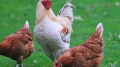 ارتفاع أسعار الدواجن والبيض اليوم الجمعة 16 أغسطس 2024