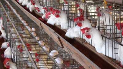 أسعار الدواجن والبيض اليوم السبت 17 أغسطس 2024