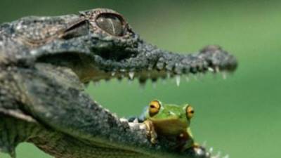 العثور على تمساح صغير بترعة قرية أبو صير في البدرشين